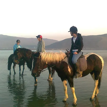 The Sleepy Camel * Killarney